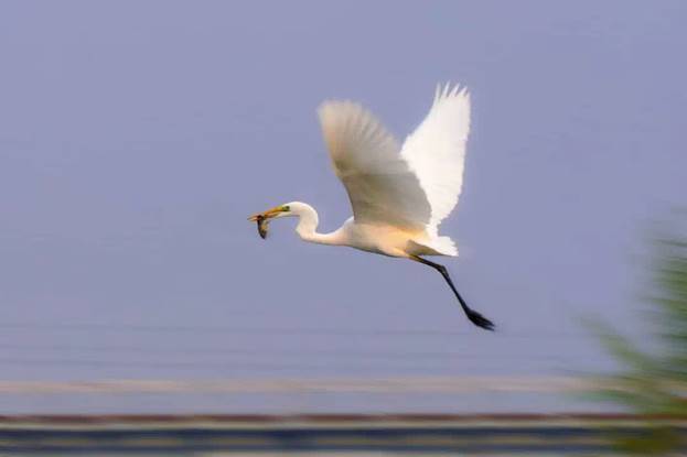 阎良最美石川河,阎良石川河秋日美景