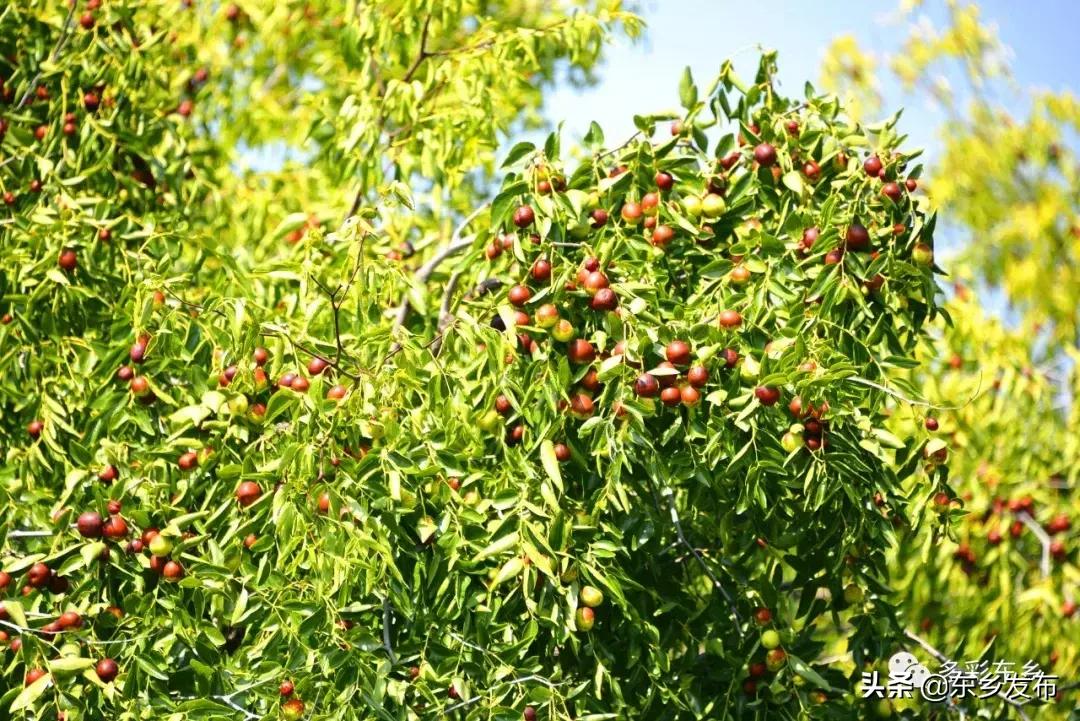 东乡县唐汪镇杏花果脯厂,临夏东乡唐汪镇