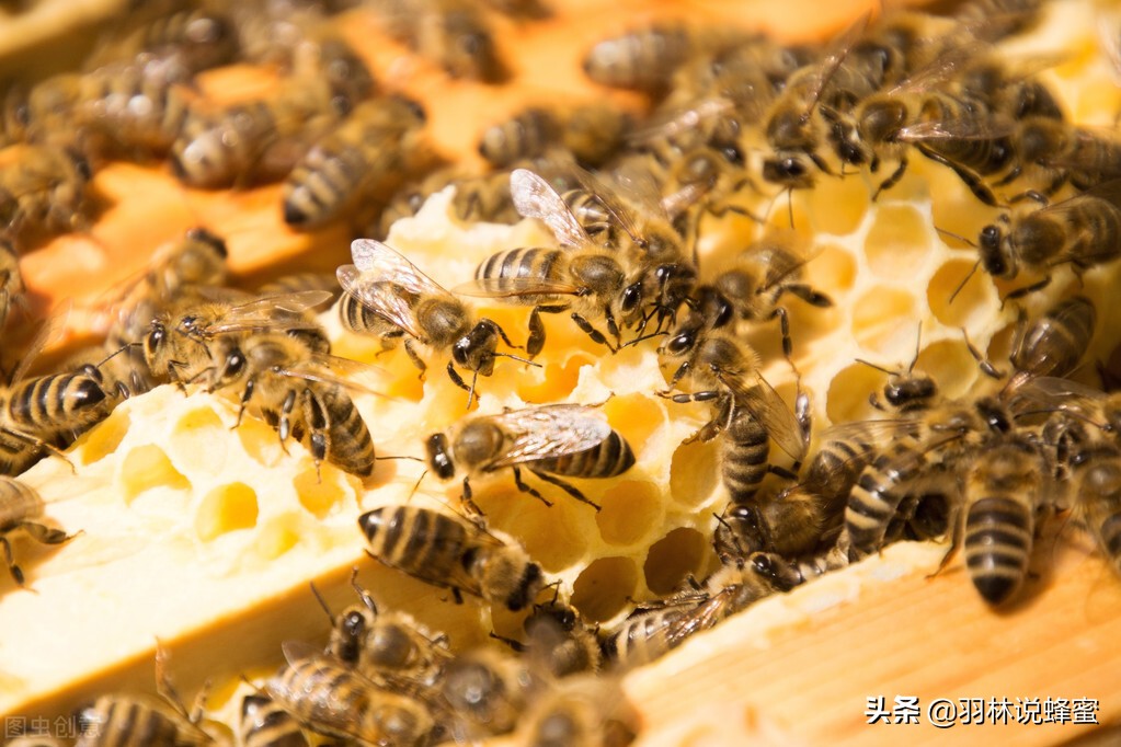 蜜蜂养殖技术分享蜜蜂管理,蜜蜂养殖技术方法与管理