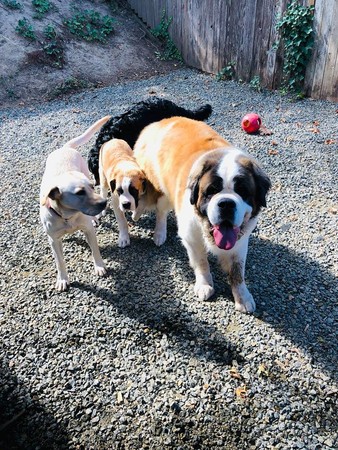 可爱的狗狗去上学,宠物狗狗去学校上学