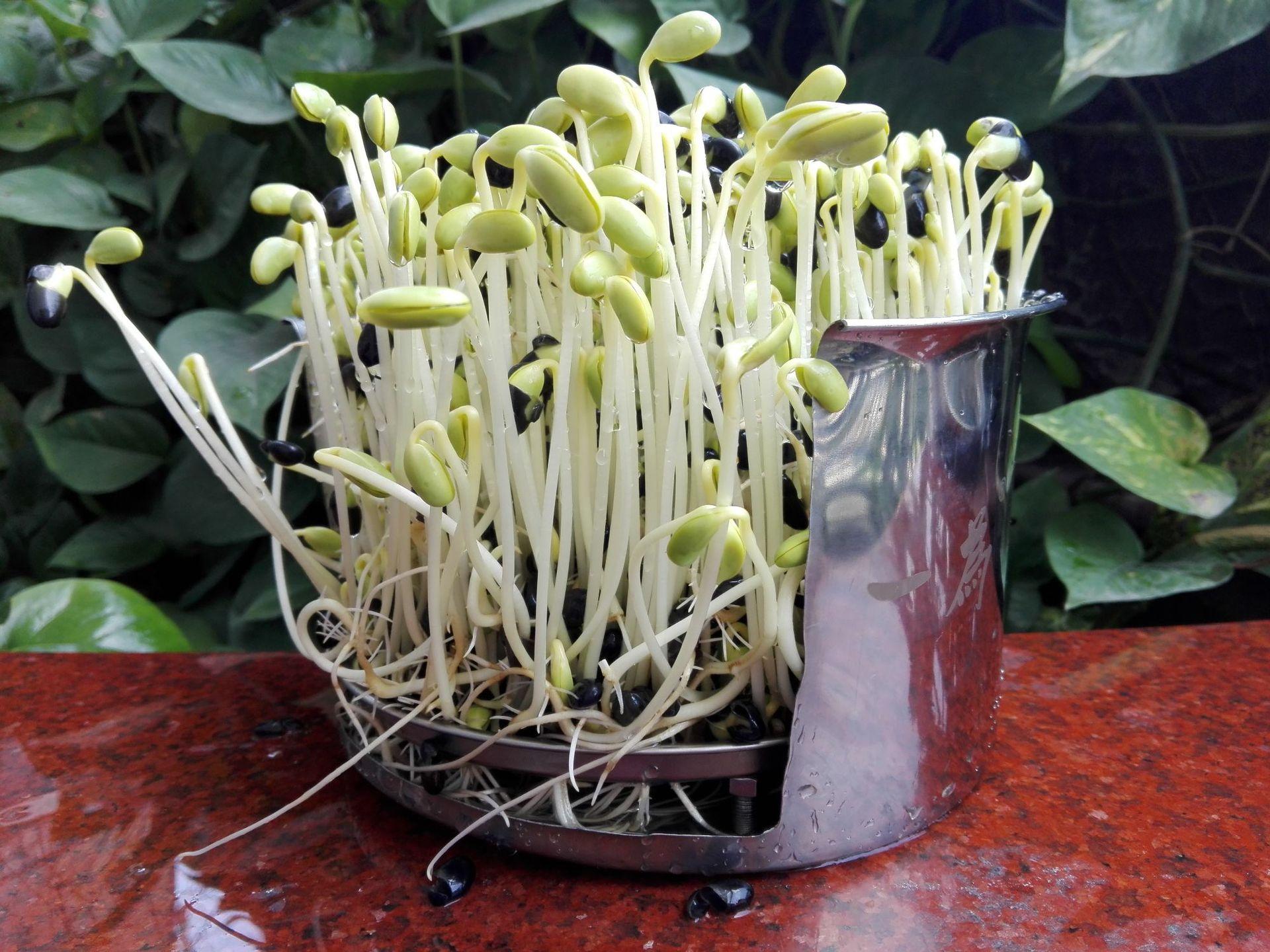 沂蒙残疾人发明豆芽机,民间牛人发明豆芽机400斤