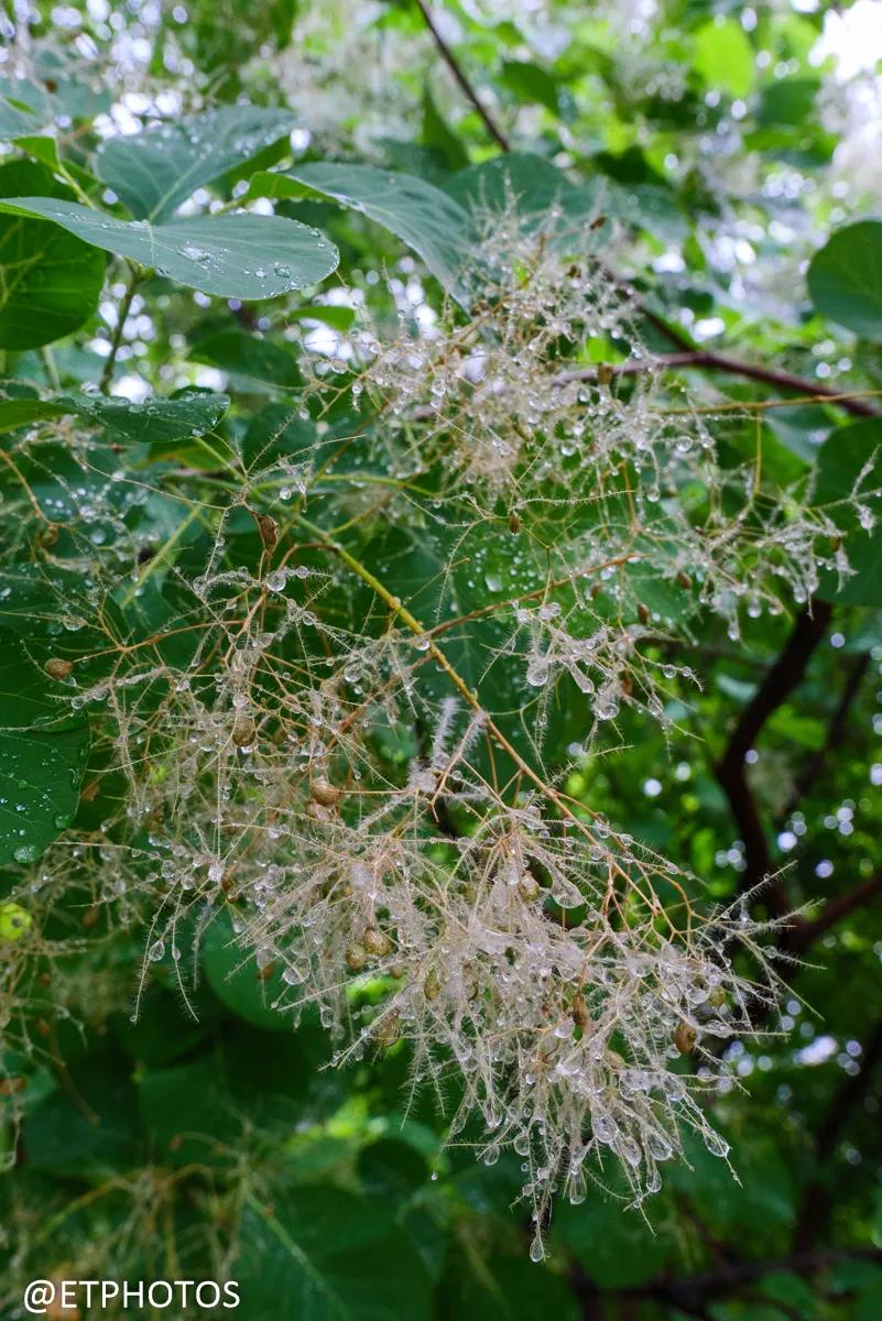 徕卡dlux7和松下lx100,松下lx100m2是什么相机