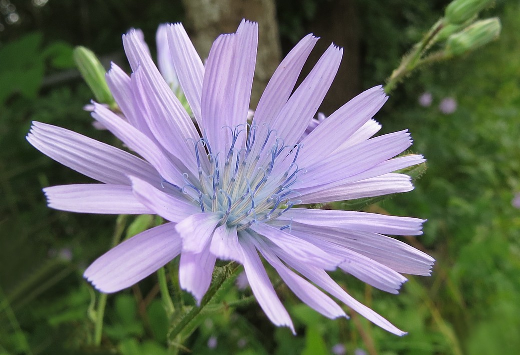 什么花适合送生日花,你的生日代表的花朵及寓意图片