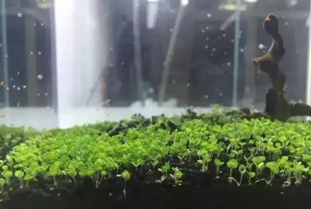 家居养花骗局有哪些案例,水池养鱼骗局揭秘视频