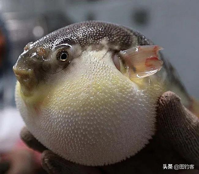 公认最好吃的10种淡水鱼,公认好吃淡水鱼有哪些种类