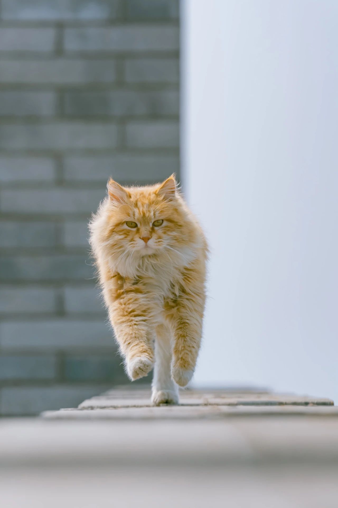 骊山烽火台航拍视频,骊山烽火台上的猫