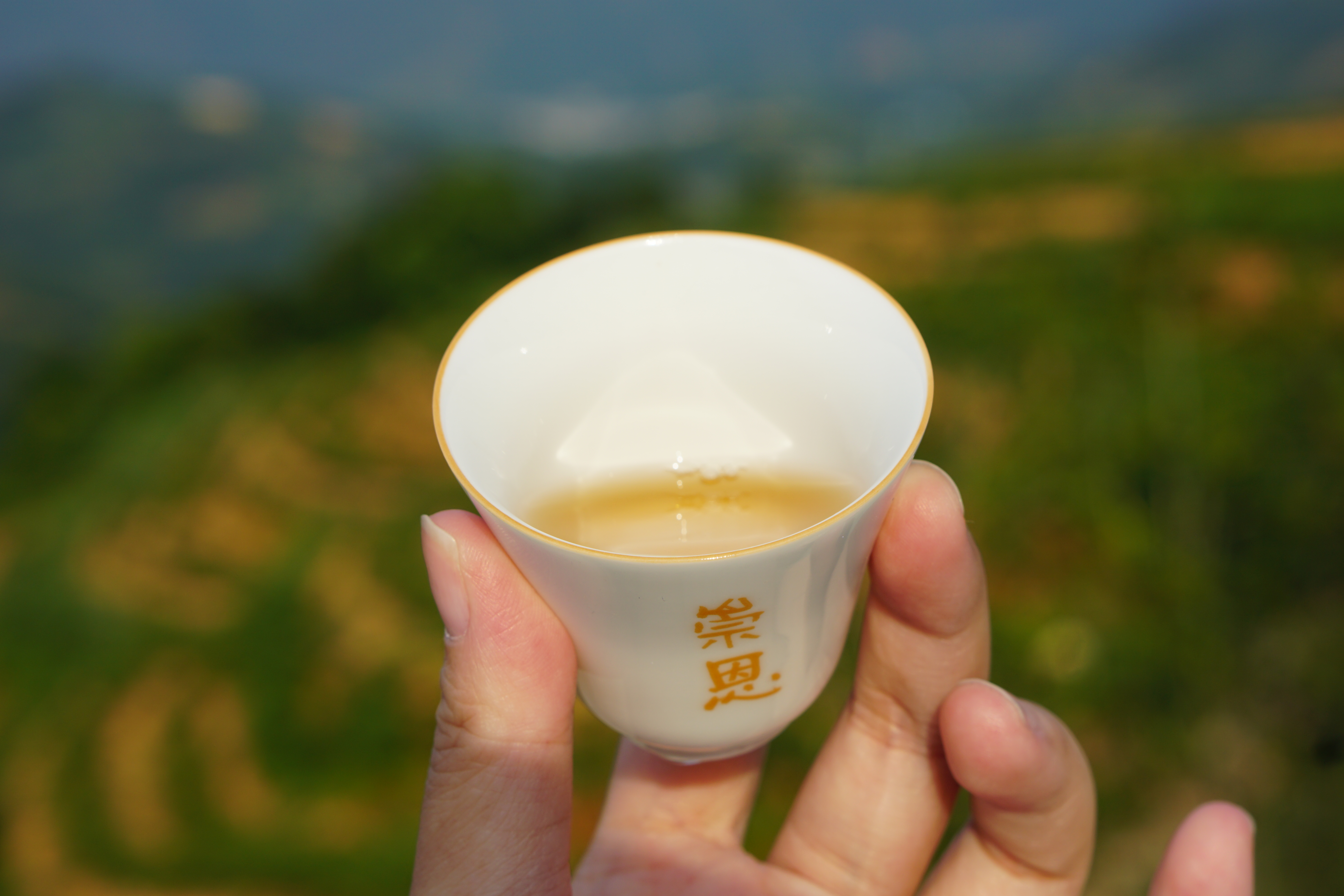 “云游”崇恩有机茶山：云巅之上，豁然开朗