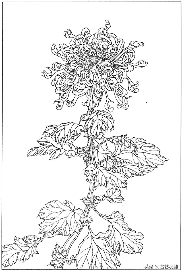 工笔画白描花卉图片大全,工笔画线描花卉菊花