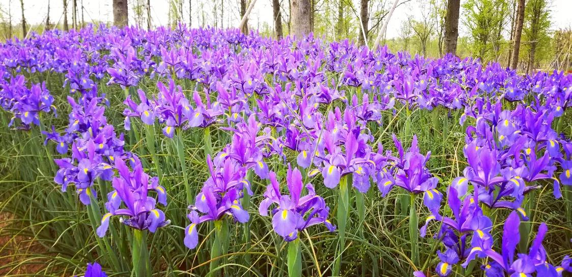 不用去维多利亚！南京溧水惊现布查特花园，文艺值爆表！