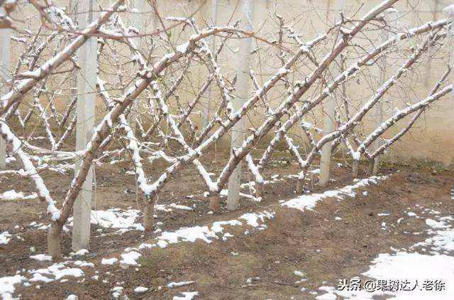 桃树如何快速整形,桃树怎么整形