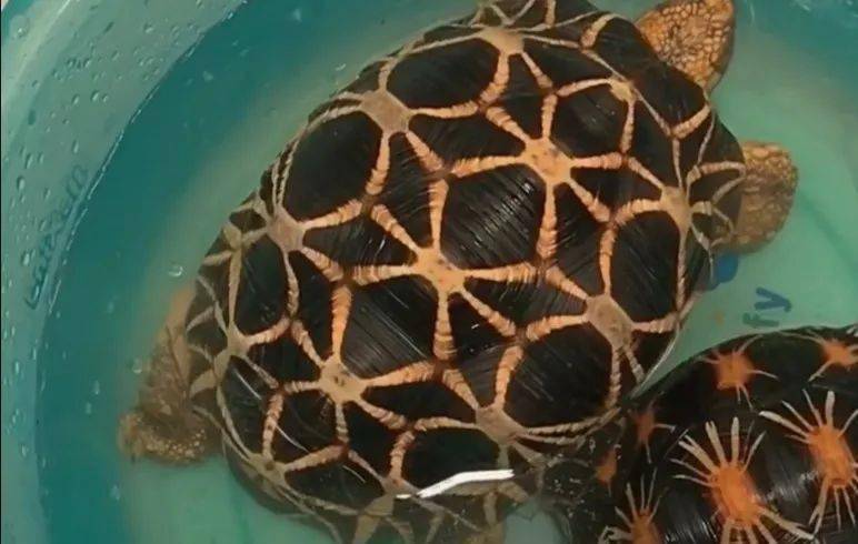 短视频以及电商生态研究报告,短视频与直播电商行业调研报告