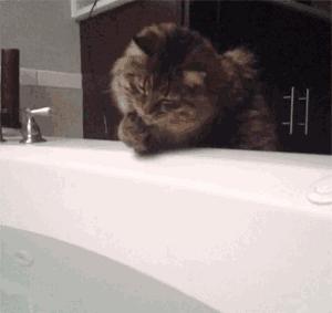 猫咪为什么讨厌洗脚呢,为什么猫咪讨厌水啊