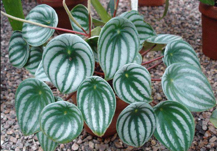 100种适合室内养的植物盆栽,10种适合室内摆放的花卉盆栽推荐