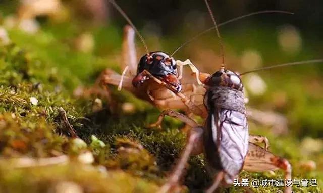 草树青翠虫鸣起，一枕清凉入梦来
