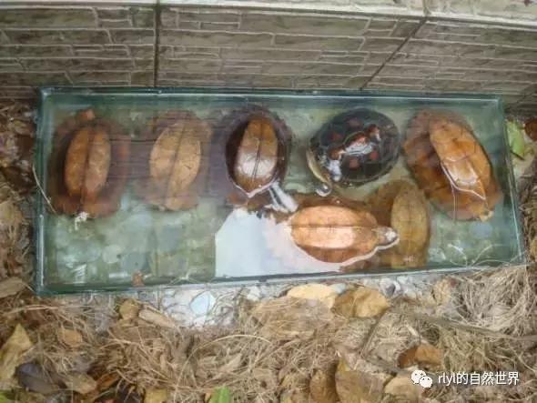 最好养的半水龟排行,半水龟饲养环境简单