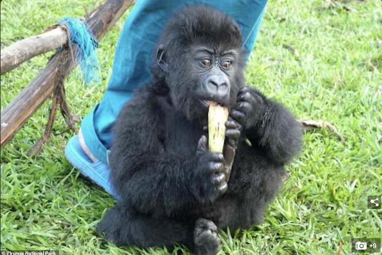 已死亡的著名大猩猩,年龄最大的大猩猩去世