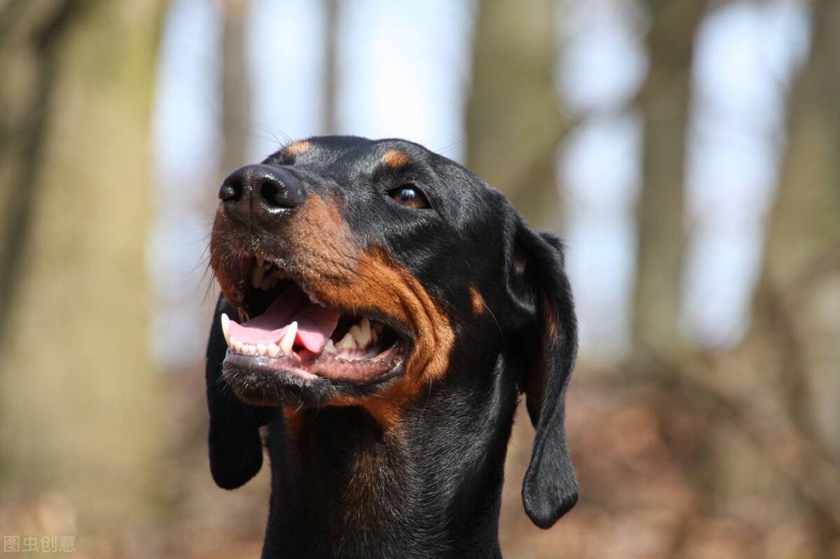 养宠日记狗狗不爱吃饭怎么办,养宠知识狗狗挑食的拯救指南