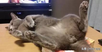 国外一只猫每天自己外出,国外一只猫经常露出奇怪表情