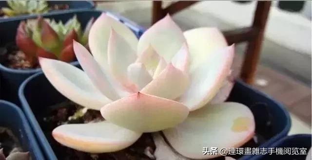 365种多肉图谱大全,365种鲜花图册大全