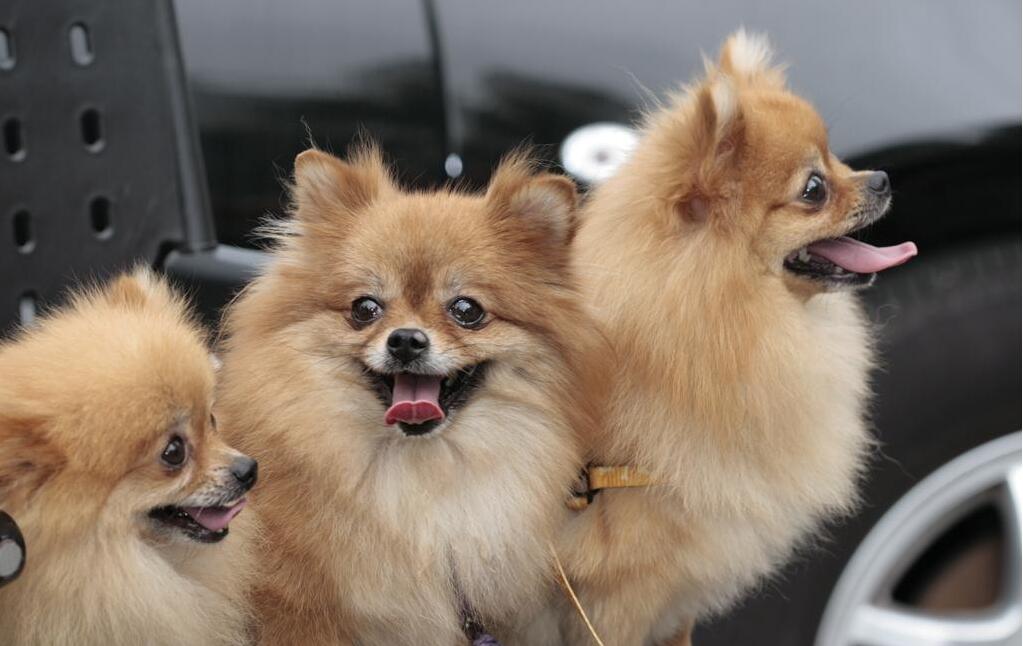 博美犬掉毛掉得厉害是什么原因,博美犬掉毛的原因与处理方法