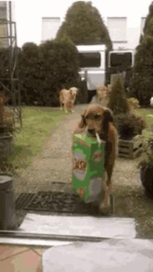 金毛犬和泰迪犬哪个聪明,金毛犬有多聪明视频