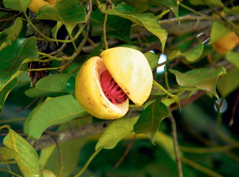 古人常说豆蔻是指女子多少岁,在中国古代文化中豆蔻指什么