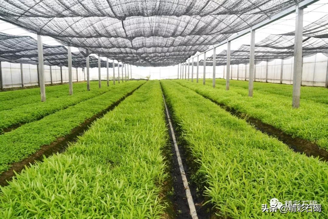 同比上升50%！润丰集团确保供港蔬菜供应，助力全国抗疫！