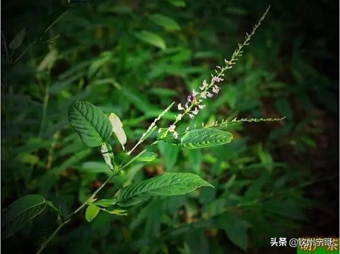 夏至喝杯充满母爱的葫芦茶