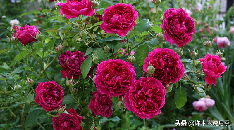 月季为什么不开花和品种有关系吗,买回来的月季不长花骨朵怎么办