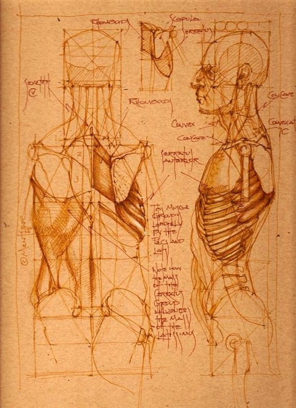 透视表现空间的基本方法,透视解剖学原理书籍