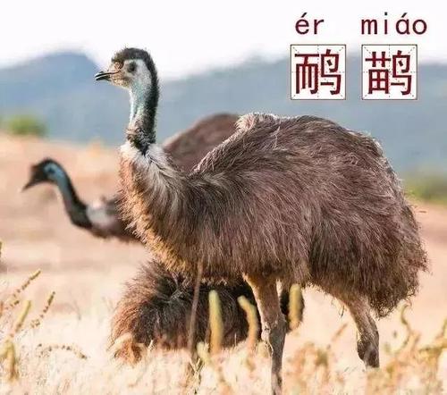 澳大利亚冷知识，独特的动物，你知道几个？