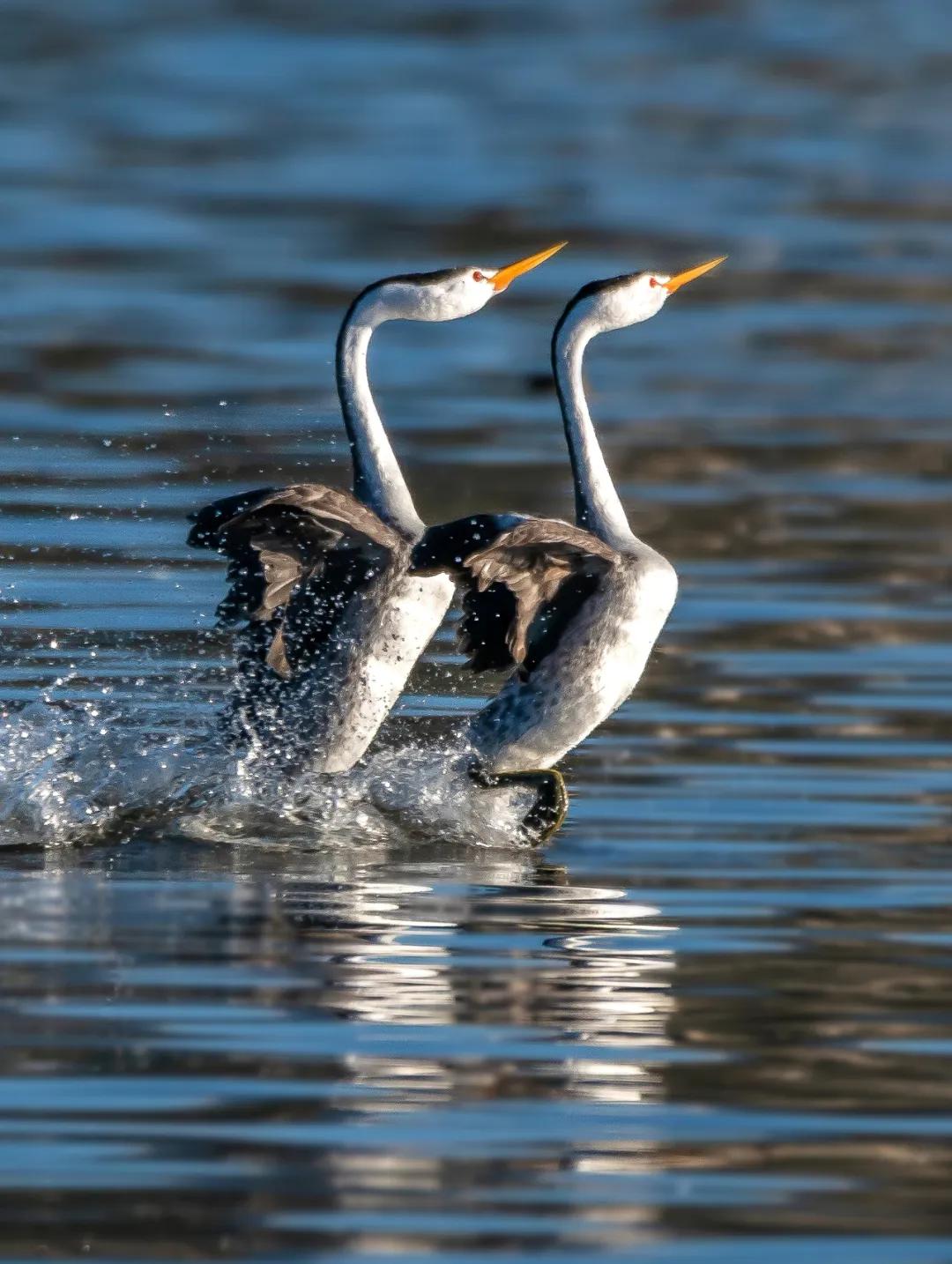 香港第14届全国摄影艺术展,第29届全国摄影艺术展览获奖名单