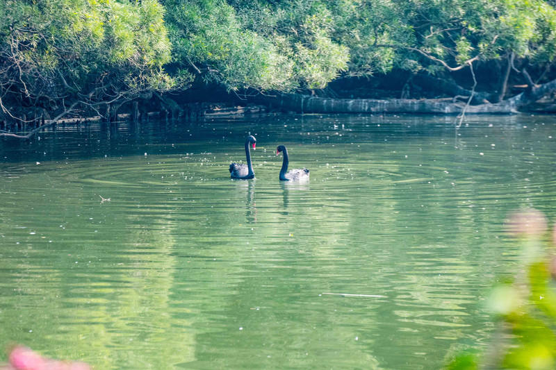 广州长隆野生动物世界旅游攻略,长隆野生动物世界攻略2-3天广州游