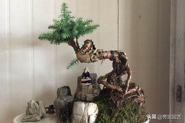 澳洲杉怎么繁殖,澳洲杉盆景修剪