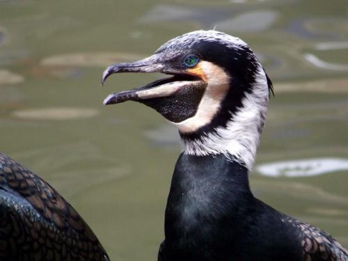 高空捉虫，水下捕鱼，还能看到紫外线，鸟类的眼睛里藏着什么秘密