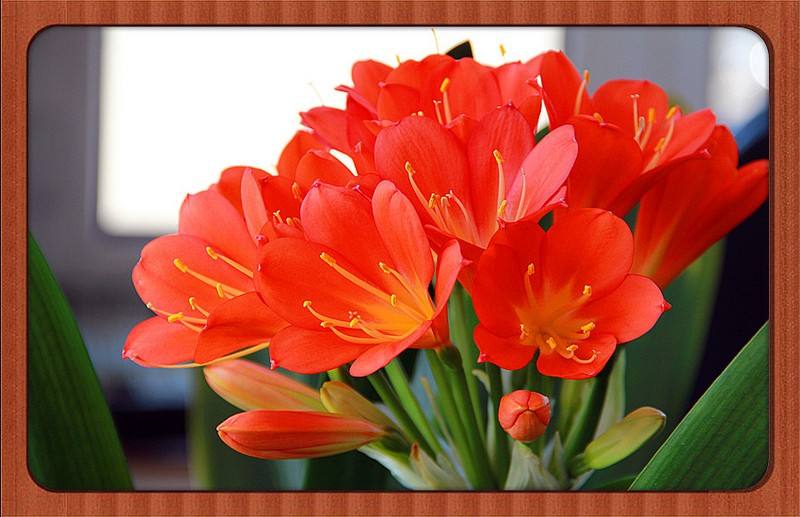 四季开花的君子兰有什么品种,君子兰花卉哪个品种最好