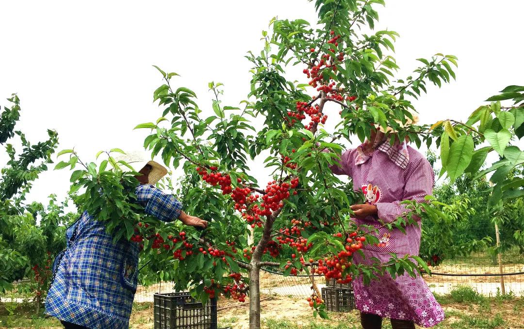 建业足球小镇怎么玩,建业足球队的5年规划