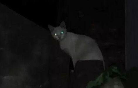 猫咪走失了怎么办？小编头秃整理的方法，试试灵不灵