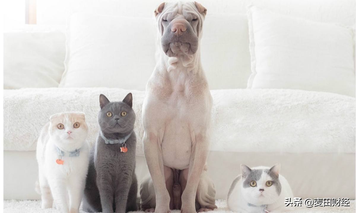 顶尖的区块链应用,10大科技突破区块链平台