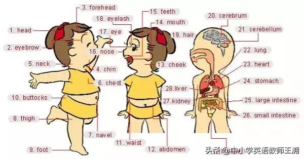 怎样让幼儿快速记住英语句型,看图记忆英语口语
