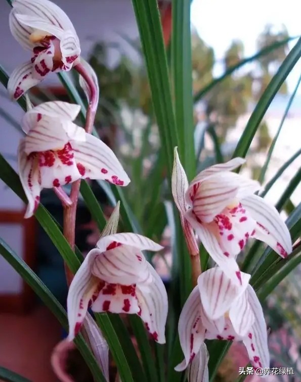 兰花是怎样分类的,兰花分为哪些品种