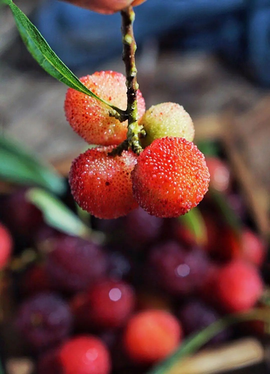 国家地理标志产品仙居杨梅,杨梅地理