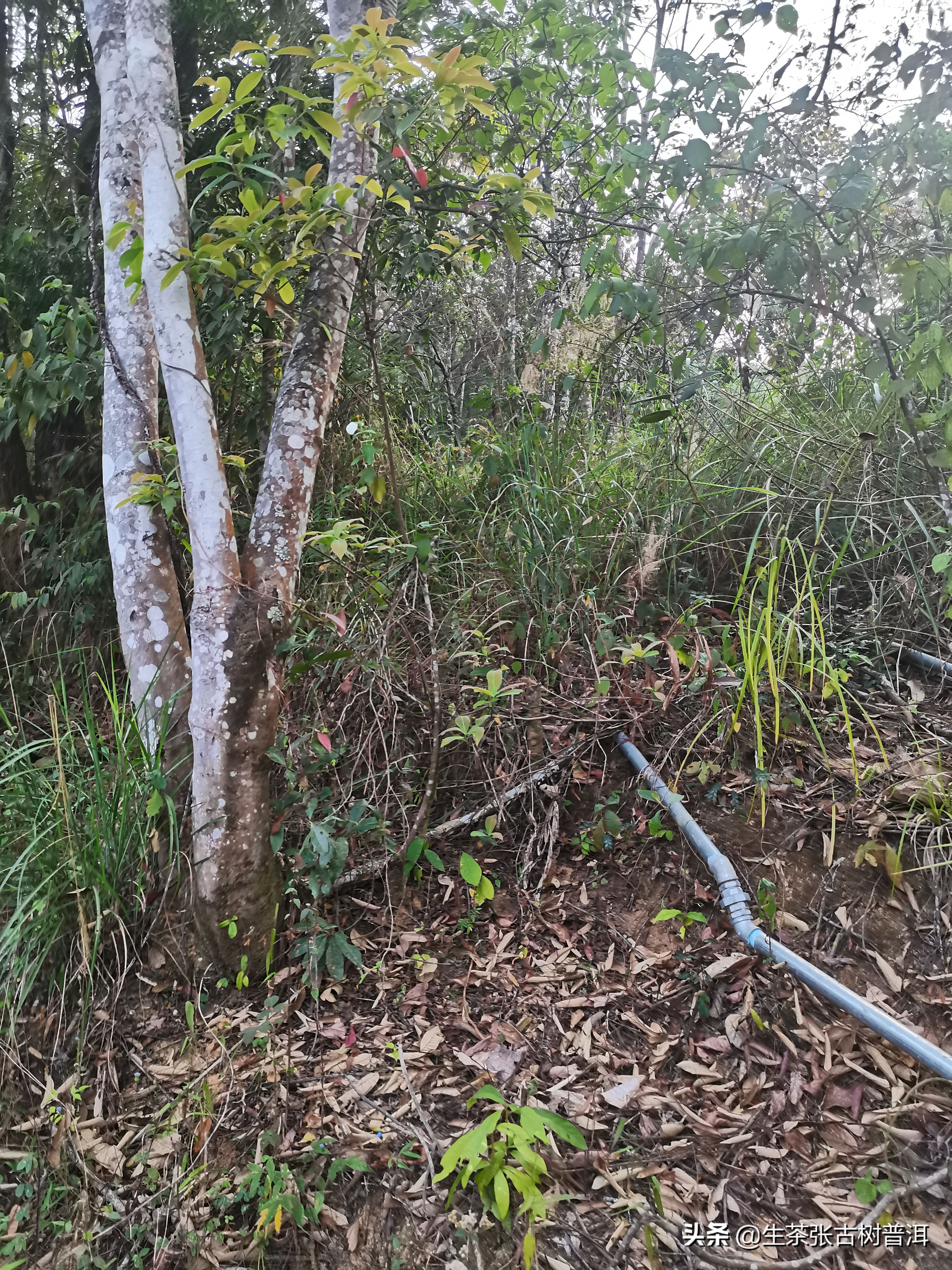 易武弯弓的熟茶特点,易武弯弓茶怎么样