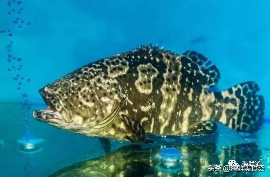 十种最美味海鲜,100种常见海鲜大全图