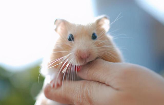 十鼠九苦好不好,十鼠九命不好是什么意思