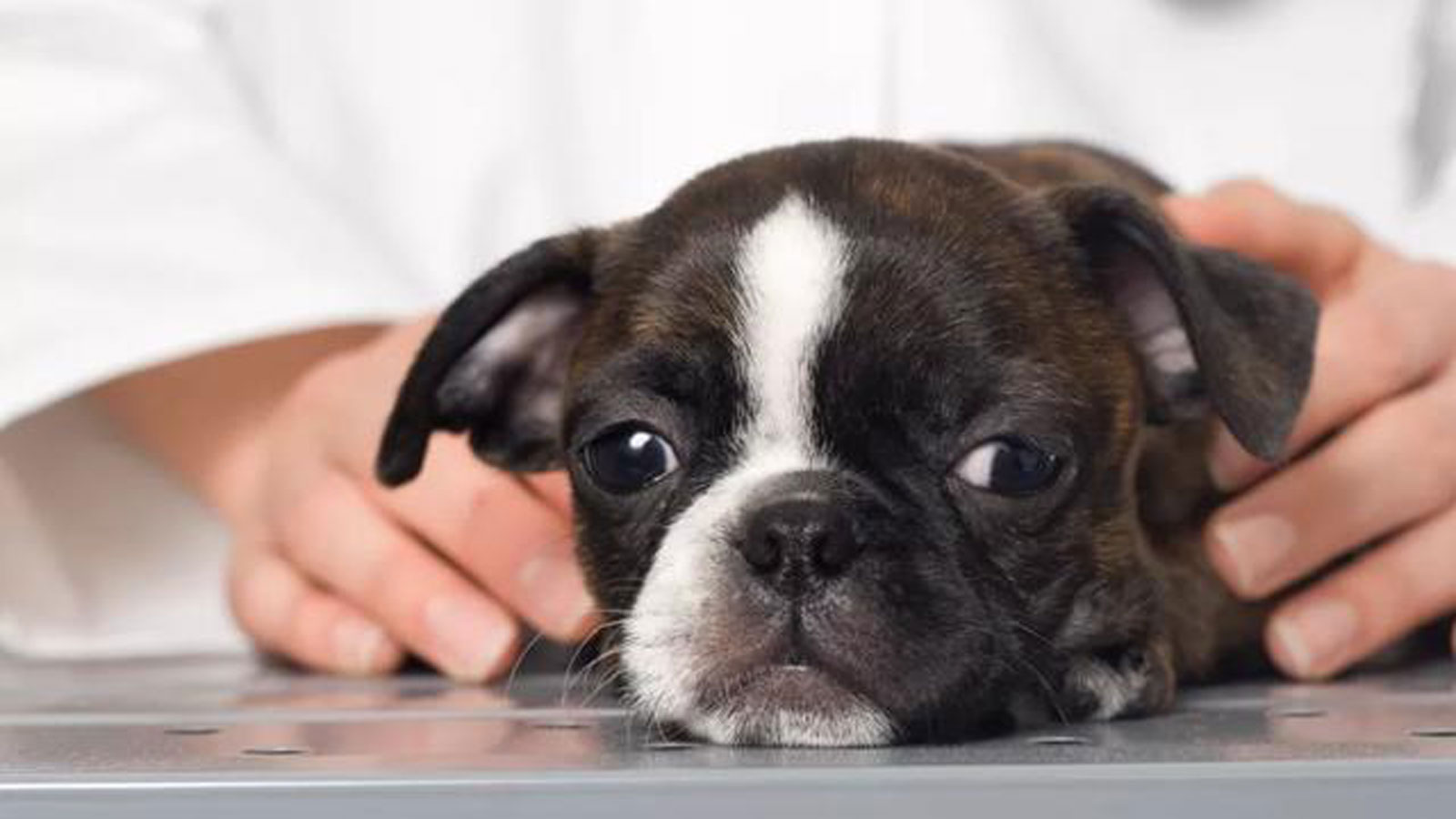 狗低血糖怎么办,狗狗糖尿病低血糖的症状或表现