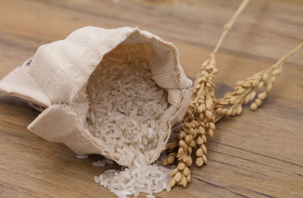 米饭放久了里的虫子是什么虫,米罐里有小虫子怎么办