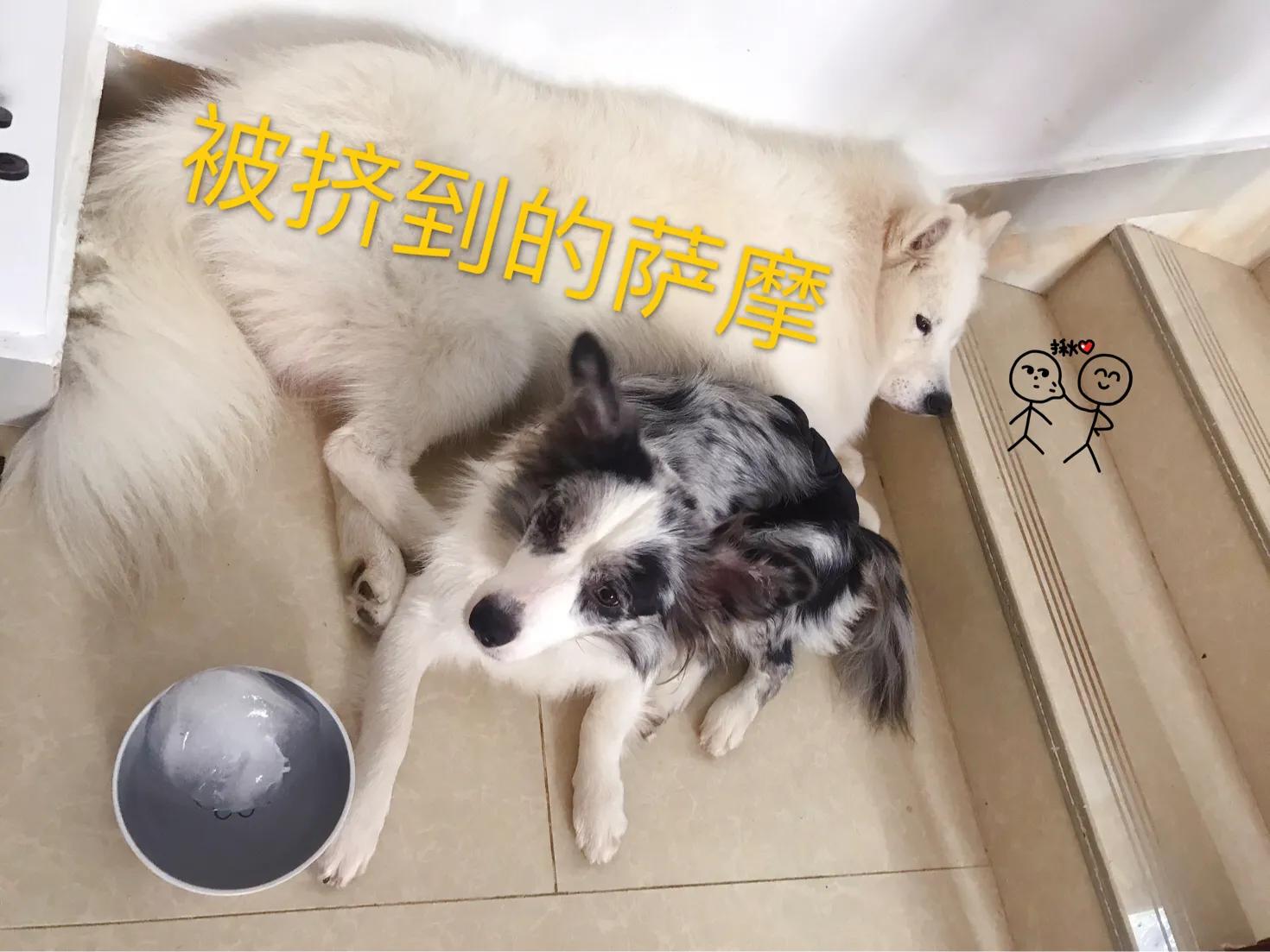 你想知道，如何正确对待狗狗发情期吗？