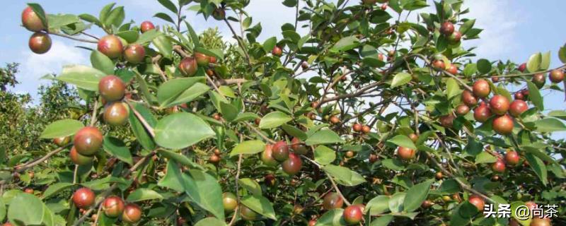 茶叶树和山茶油树的区别是什么,山茶花和茶油树区别图片大全