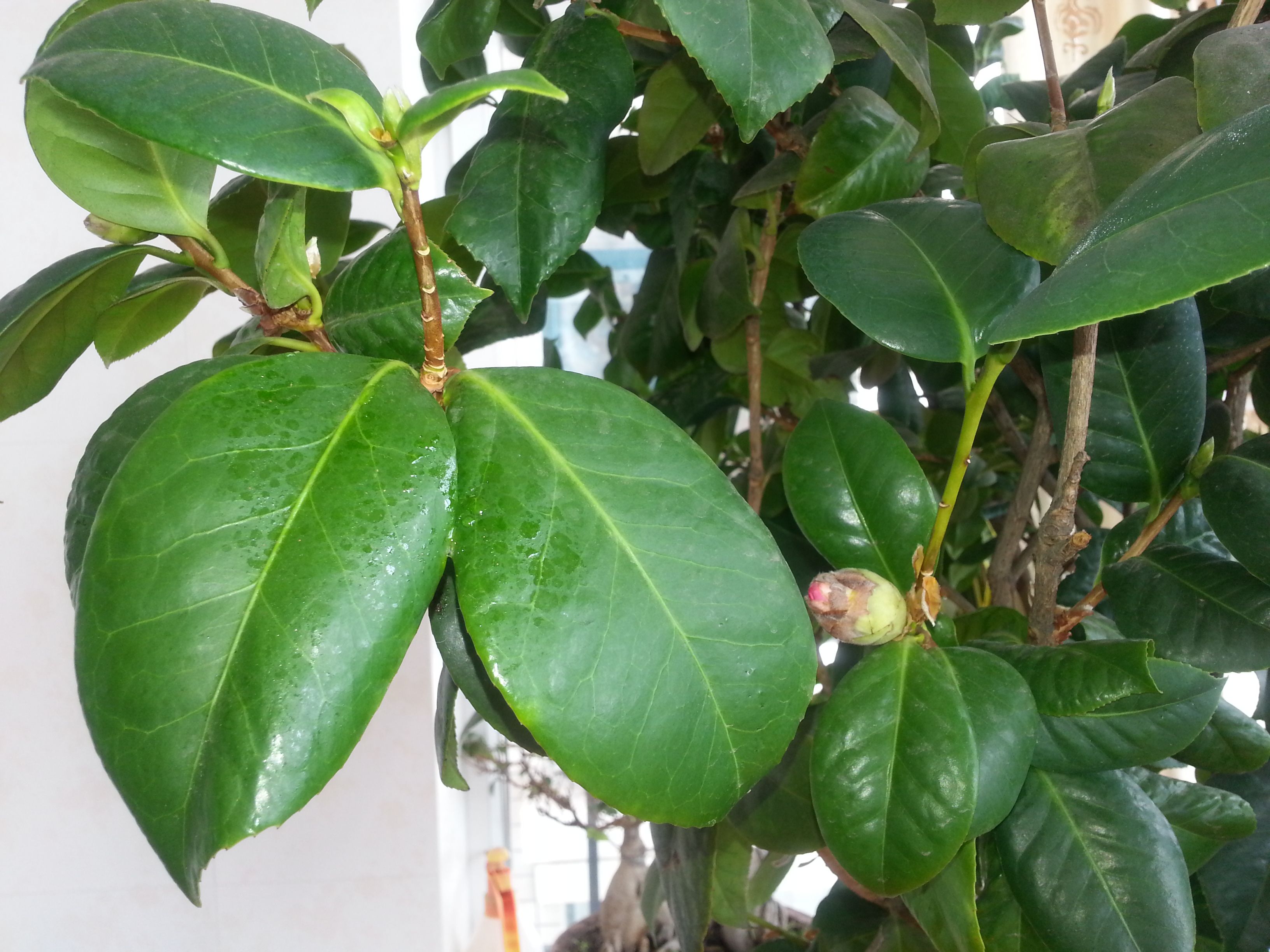 怎么能让茶花起死回生,茶花的黄叶掉叶有什么办法